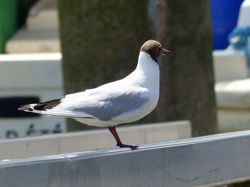 Mouette rieuse sur le port ! P1550212