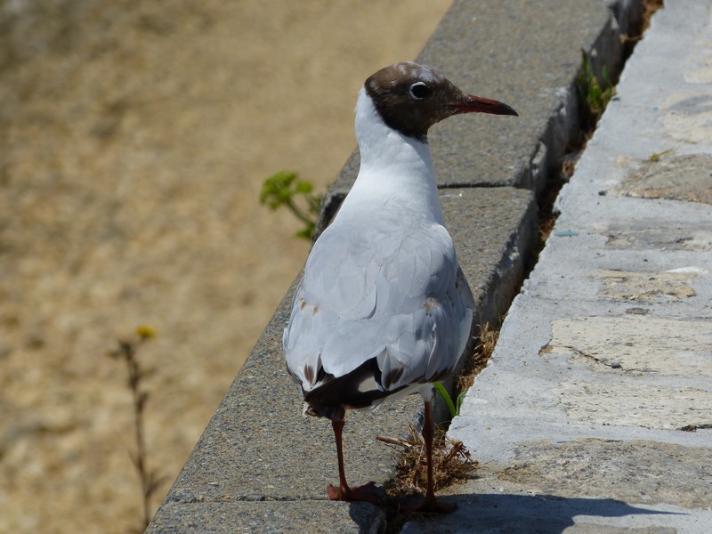 Mouette rieuse sur le port ! P1550214