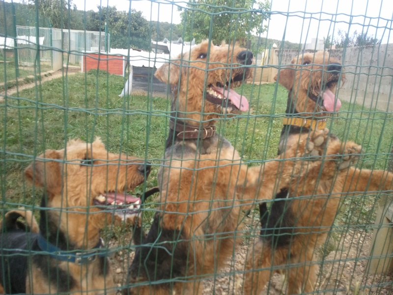 Gringo, airedale terrier né 26.03.11 - SLPA Amance  Les_tr10