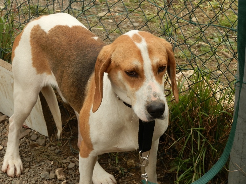 UNO - Mâle - X beagle - 4 ans Beagle10