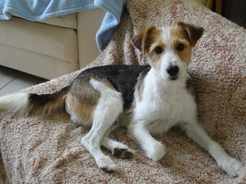 EPSY - mâle type Fox Terrier - 3 ans 1/2 Dsc01910