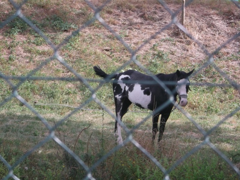 Cheval dans un pré  Copie_40