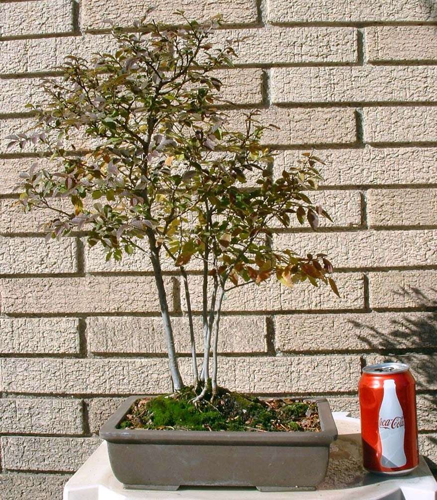 Ulmus parvifolia grove-6 years Chines10