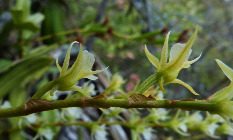 La rarissime  oeoniella polystachys, en forêt semi-sêche 015110