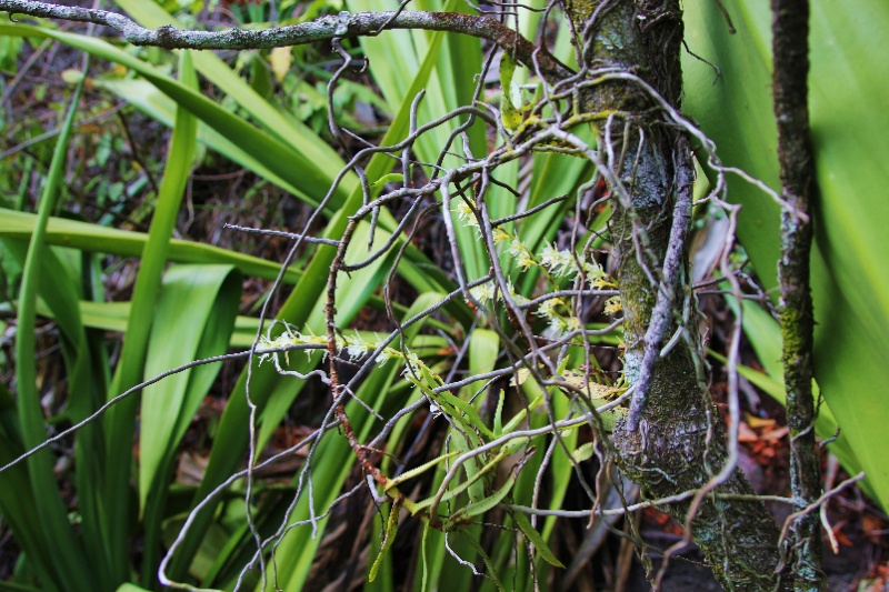La rarissime  oeoniella polystachys, en forêt semi-sêche 034110