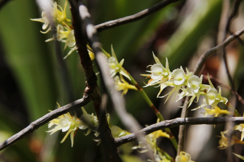 La rarissime  oeoniella polystachys, en forêt semi-sêche 041110