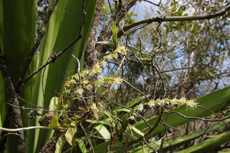 La rarissime  oeoniella polystachys, en forêt semi-sêche 049110