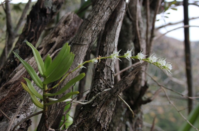 La rarissime  oeoniella polystachys, en forêt semi-sêche 094110