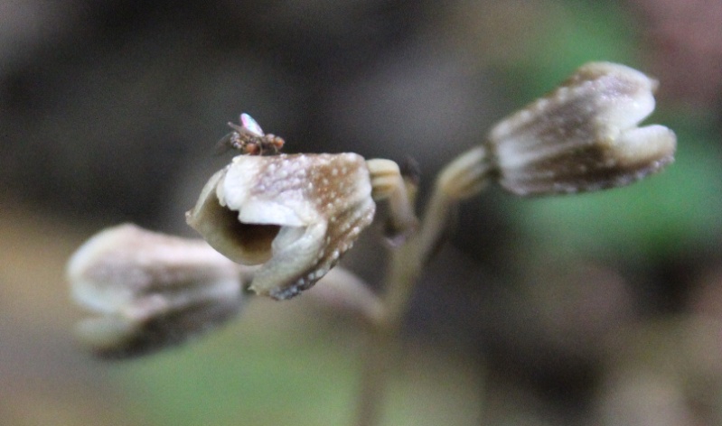 Gastrodia similis et Disperis oppositifolia 122110