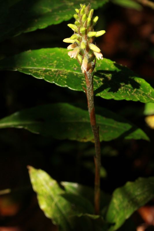 Goodyera rosea 614