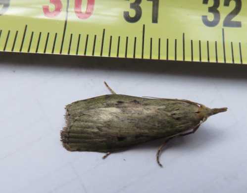 [Aphomia sociella] Papillon à identifier Papill10