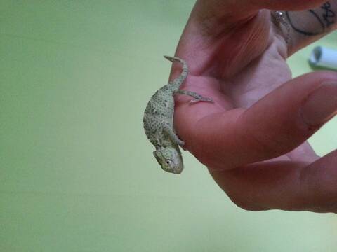 Rango Mon Bebe Cameleon Rango Mon Bebe Cameleon