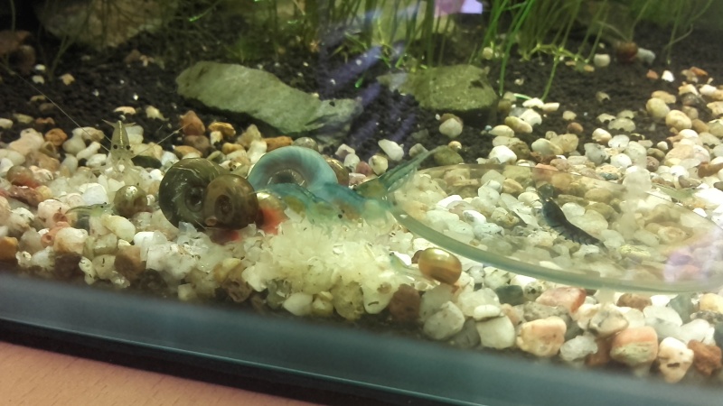 Nanos crevettes aquascapés - Page 3 20160618