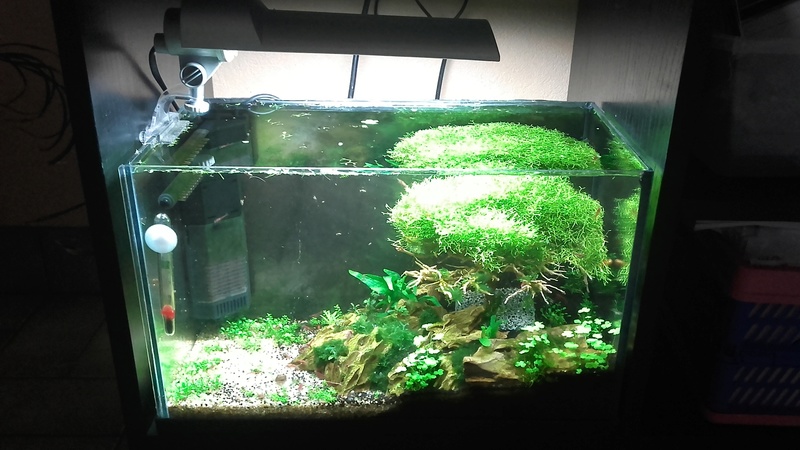 Nanos crevettes aquascapés - Page 3 20160830