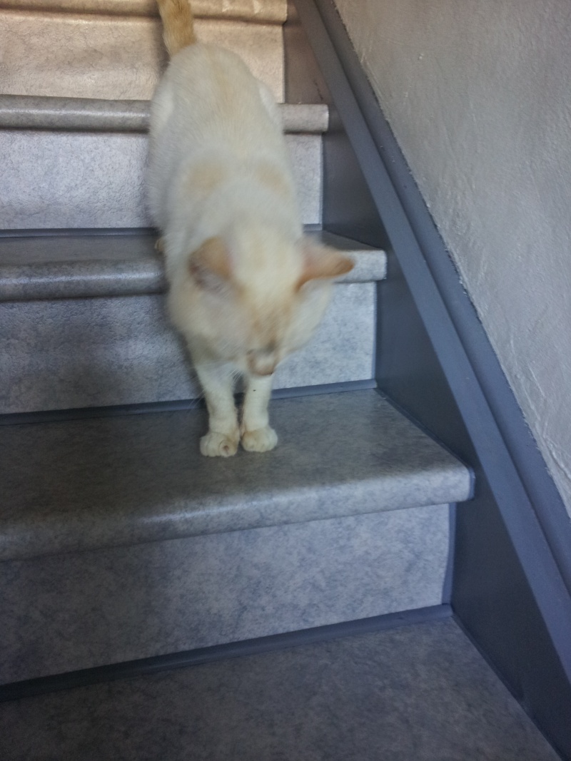 Willo, chat né en 2013  20160619