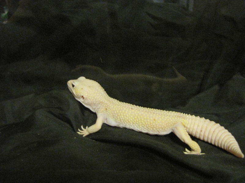 Does anyone know what morph this might be? Lizard10