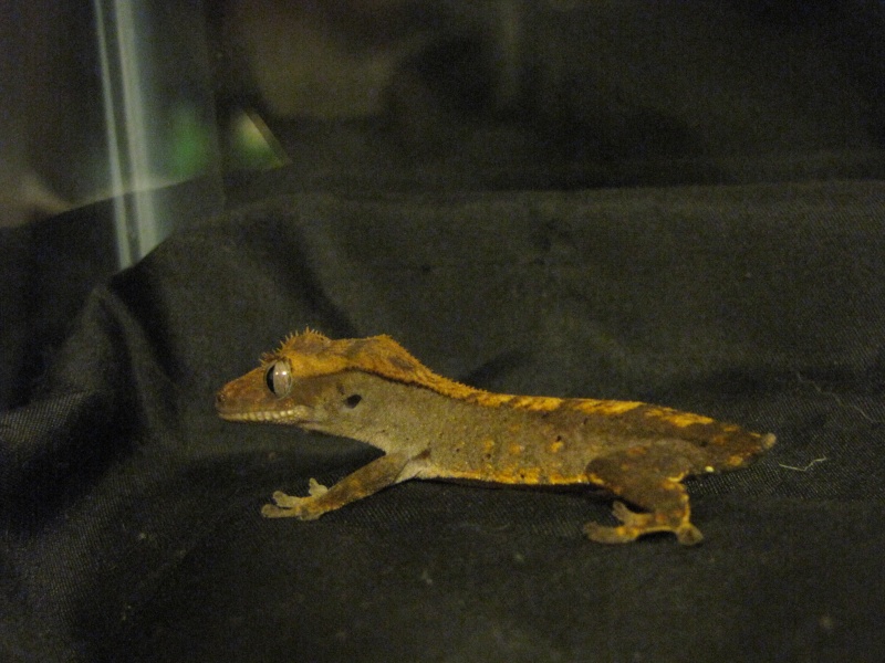 Crested Gecko Tail Biting? Lizard13
