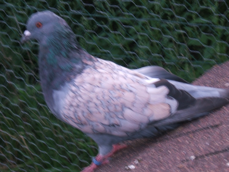 pigeons cauchois maillé rose a juger Dscf5811