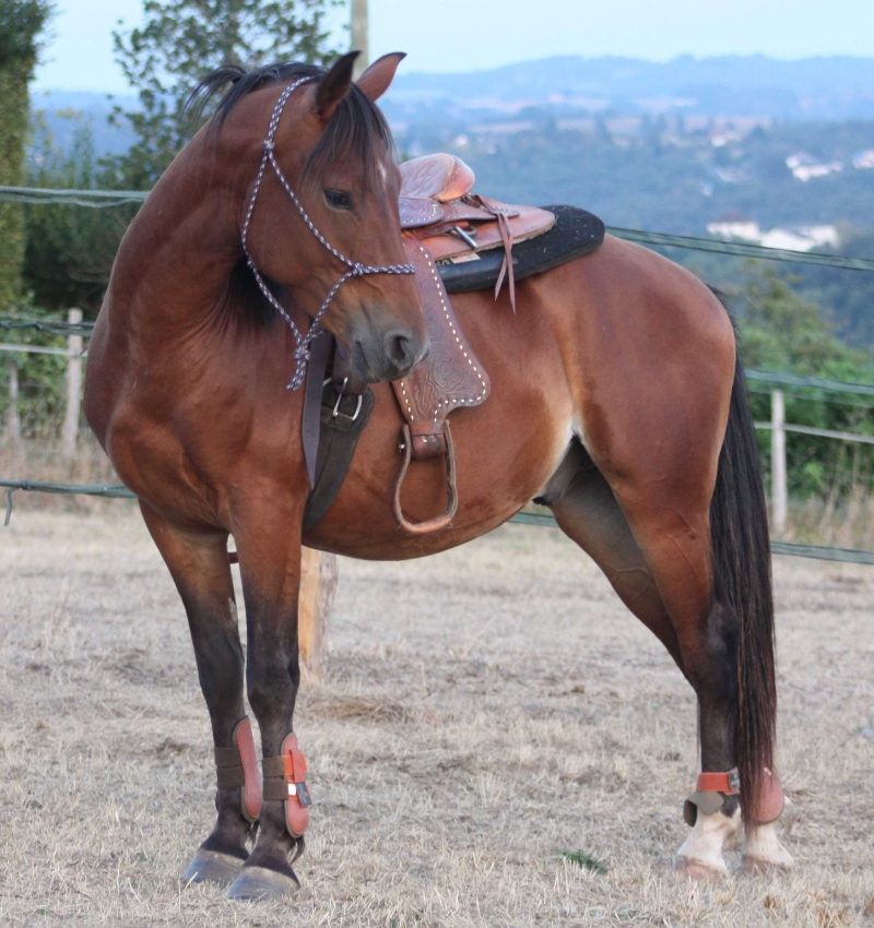 TRES URGENT - Cause santé à vendre plusieurs chevaux - A SUPPRIMER Img_4312