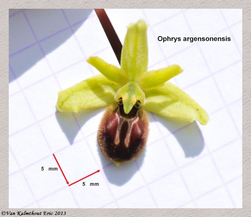 Santonica et Argensonensis ...... détails A_ophr14