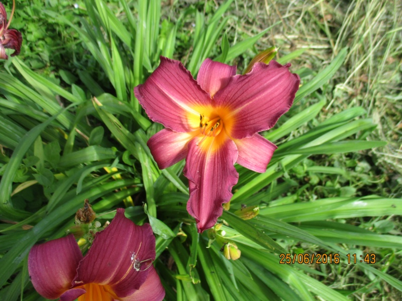 Hemerocalle,Hemerocallis - Page 36 Img_0012