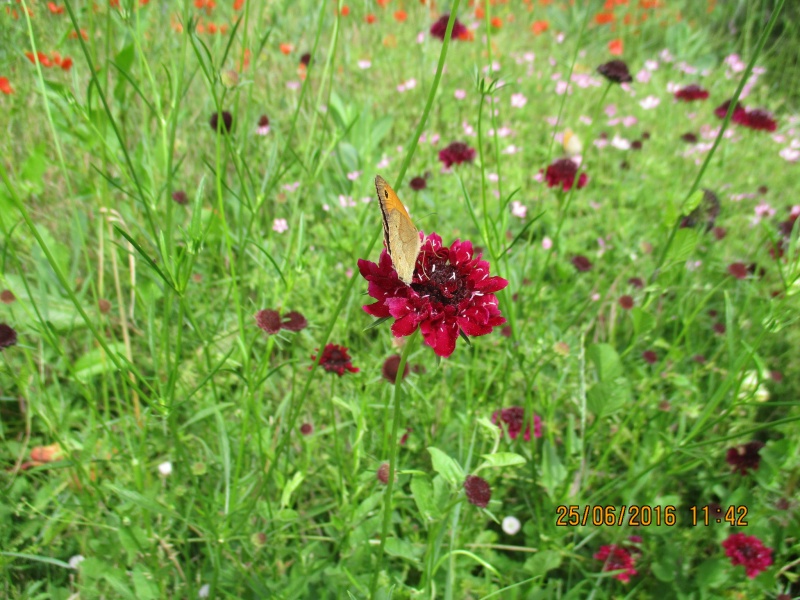 Knautia macedonica  Img_0052