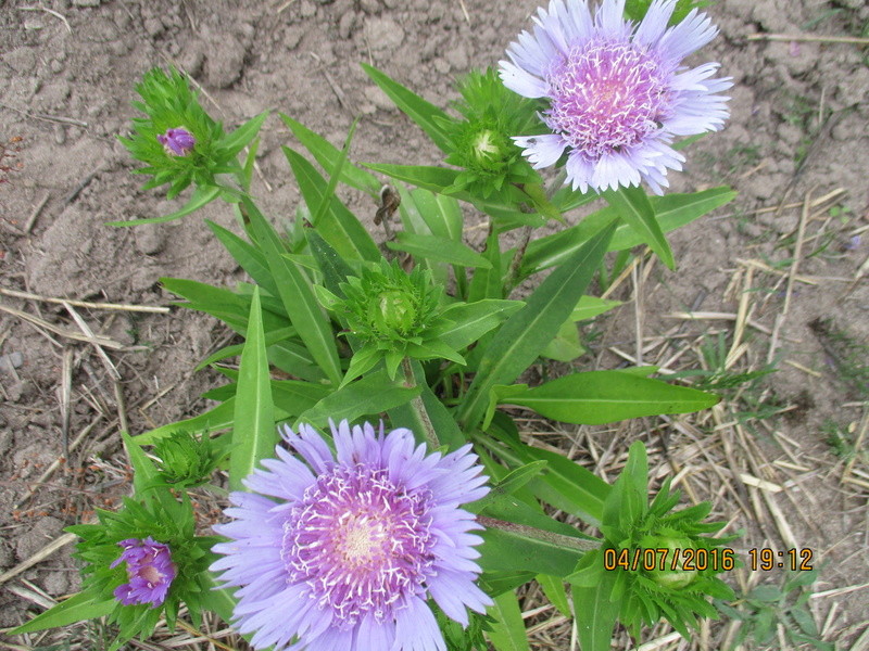 Le Stokesia  Img_0334