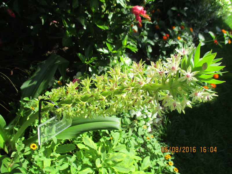 Bulbes de Fleur d'Ananas (Eucomis bicolor) - Page 2 Img_0832