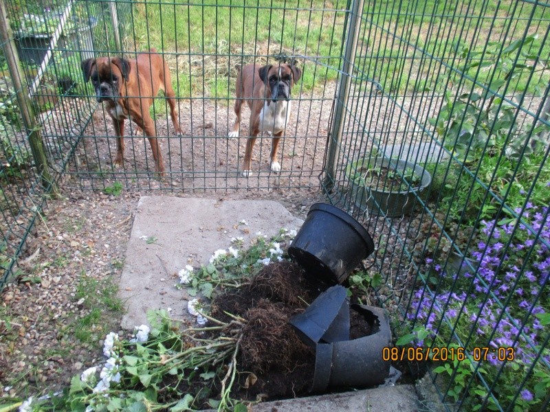 Les betises de nos compagnons Img_0924