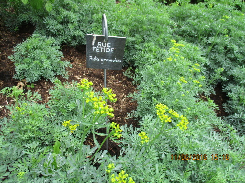 Notre visite à Camifolia (CHEMILLE 49) jardin de plantes médicinales  Img_1018