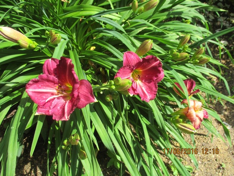 Hemerocalle,Hemerocallis - Page 35 Img_1211