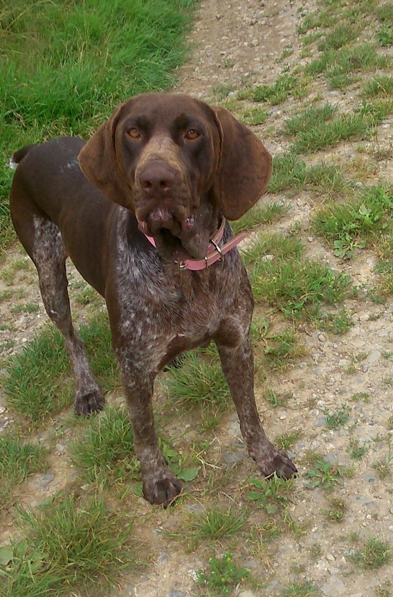 DANETTE - braque allemand 4 ans - SPA65 à Azereix (65) Danett15