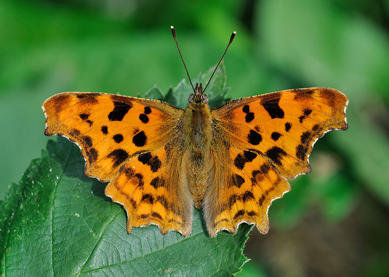 LES PAPILLONS AU JARDIN Le-rob10