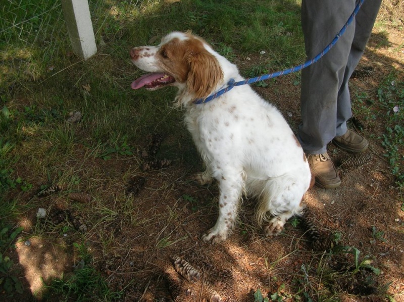 Urgent - PASTIS - epagneul breton 11 ans - Refuge de l'Espérance à Appeville Annebault (27) Pastis10