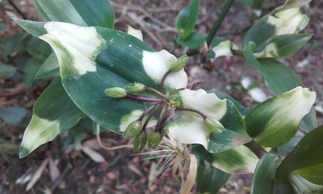 Tradescantia fluminensis 'Maiden's Blush'  - Page 2 Rps20120