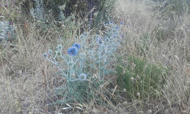 Echinops ritro - azurite, oursin bleu Rps20172