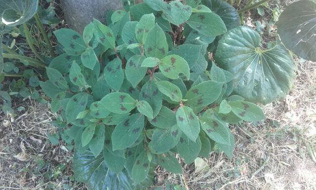 Persicaria virginiana var. filiformis Rps20181