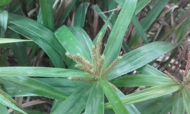 Carex phyllocephala Rps20185