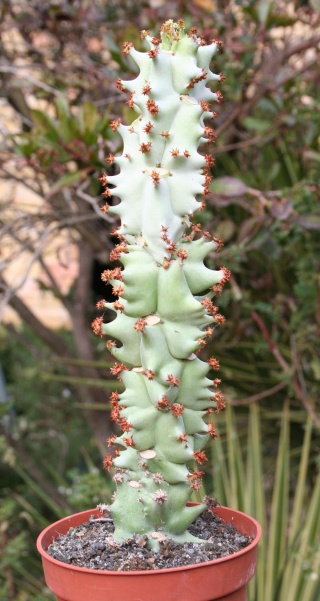 Euphorbia spectabilis (= Monadenium spectabile) 543_4310