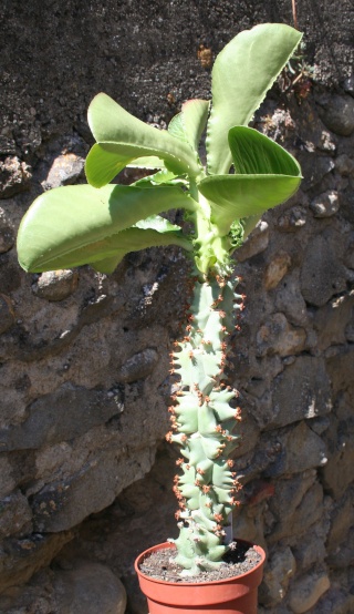 Euphorbia spectabilis (= Monadenium spectabile) 565_6514