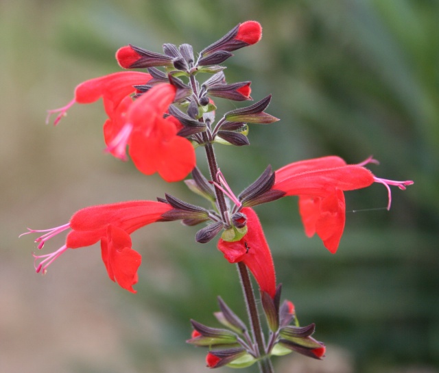 Salvia - les floraisons du moment 567_6711