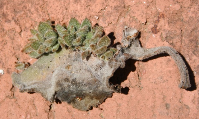 Kalanchoe beharensis 'Fang' Img_0519