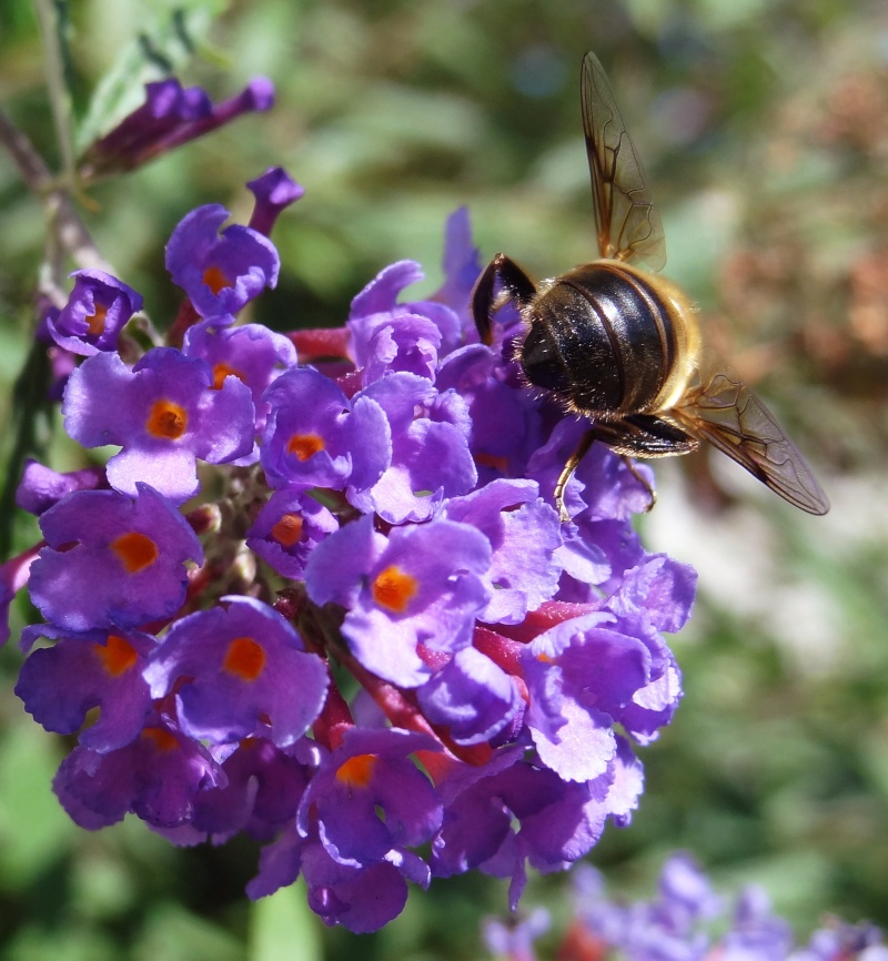 Mouche mais pas tsé-tsé Insect11