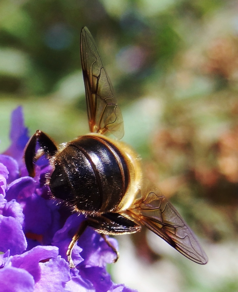 Mouche mais pas tsé-tsé Insect12