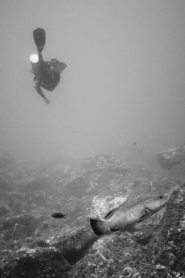 Réserve sous-marine du cap de Creus P1080210