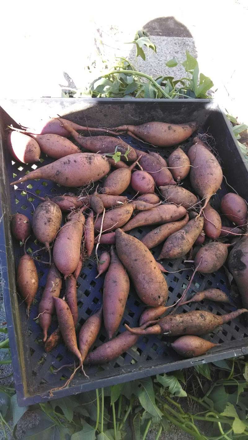 Sweet Potatoes Sweet_10