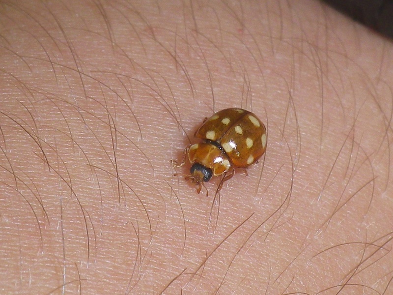 Coccinelle brune Imgp6510