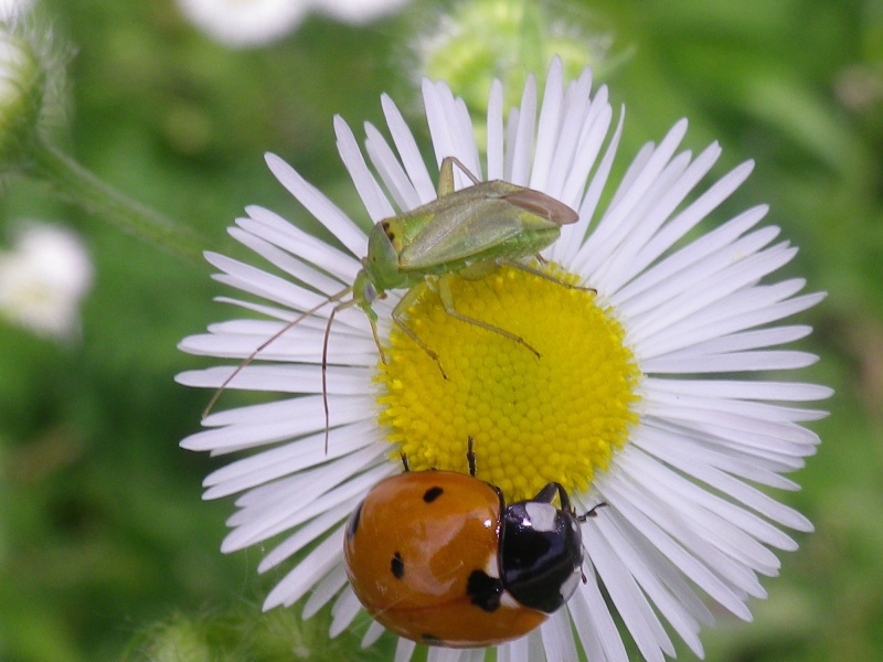 Coccinelle et punaise Imgp6610