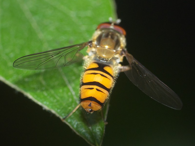 [Episyrphus balteatus] Syrphe ceinturé ? Mouche12