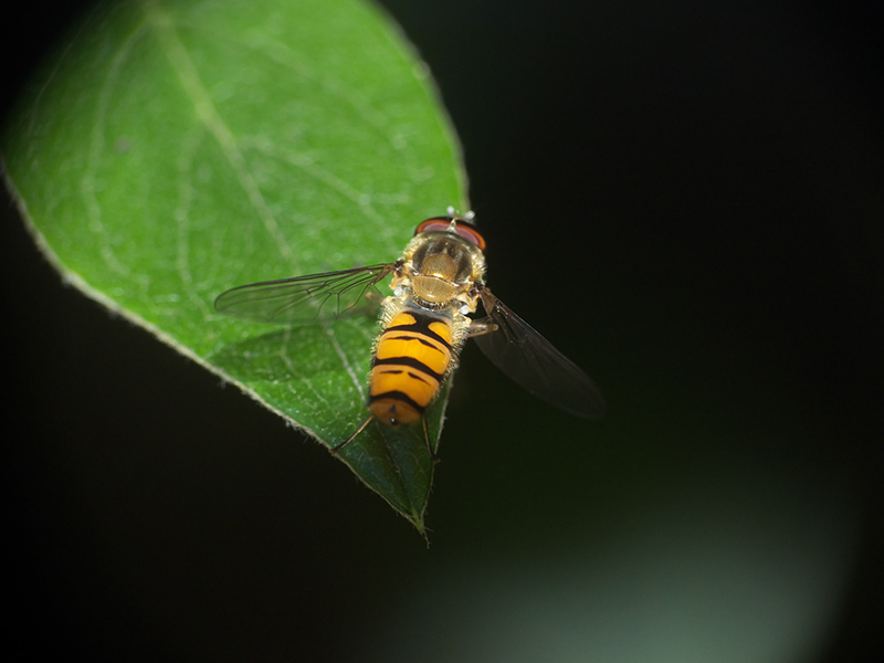 [Episyrphus balteatus] Syrphe ceinturé ? Mouche13